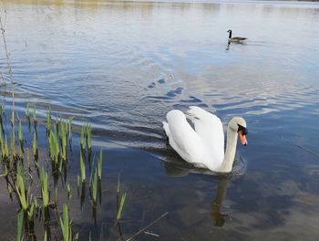 Swans swimming in lake