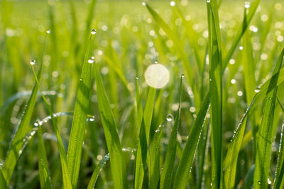 Close-up of water drops on grass during rainy season