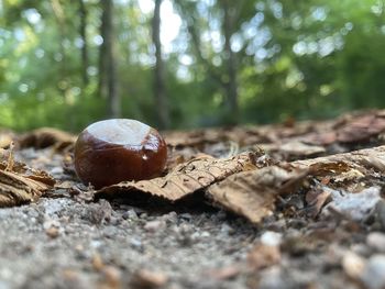 Close-up of chocolate on field in forest