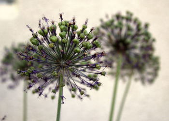 Close-up of flowering plant