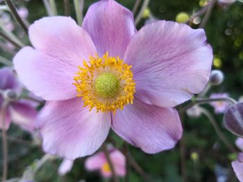 Close-up of pink flower