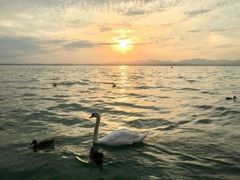 Swans swimming in sea against sky during sunset