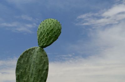 Low angle view of cactus growing against sky