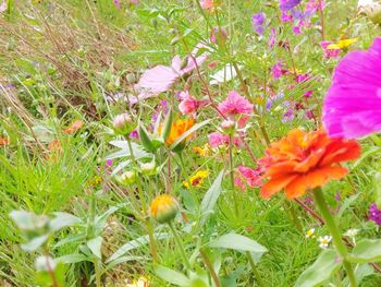 Close-up of flowers blooming on field