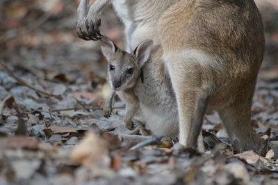 Cute young kangaroo