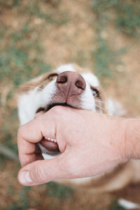 Close-up of hand holding small dog