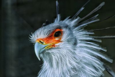 Close-up of secretary bird in cage