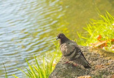 Bird perching on rock by lake