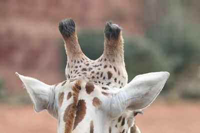 Close-up of giraffe