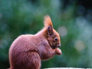 Close-up of squirrel