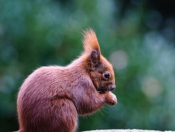 Close-up of squirrel sitting outdoors