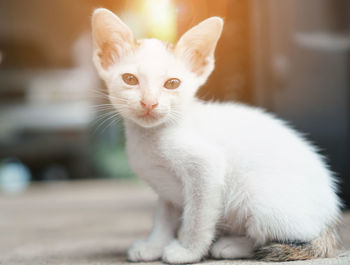 Close-up portrait of white cat