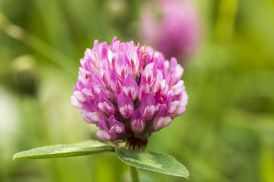 Close-up of pink flowering plant