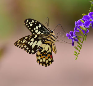 Close-up of butterfly pollinating on purple flower