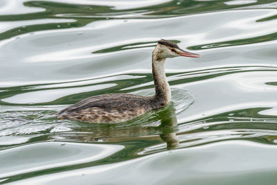 High angle view of grebe swimming in lake