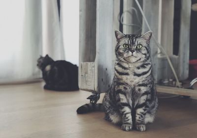 Portrait of cat sitting on floor