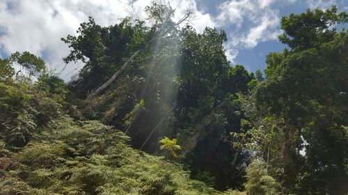 Low angle view of trees in forest against sky