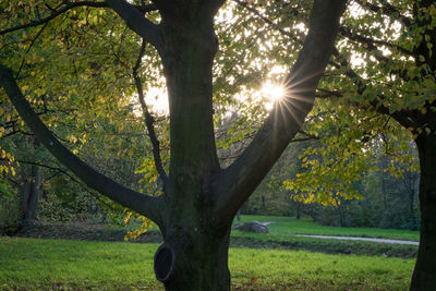 Trees on landscape