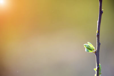 Close-up of plant growing outdoors
