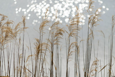 Close-up of plants against sky