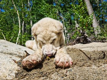 White puppy playing with a stick