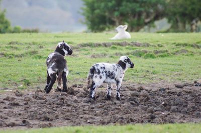 View of two dogs on land