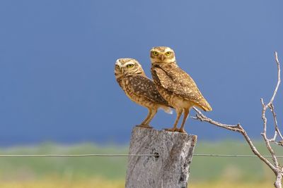 Low angle view of two burrowing owls perching on wooden post against clear sky