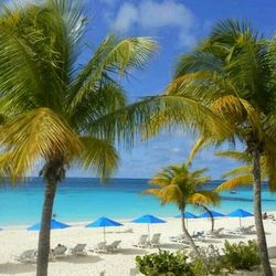 Palm trees on beach