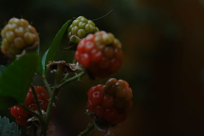Close-up of berries growing on plant