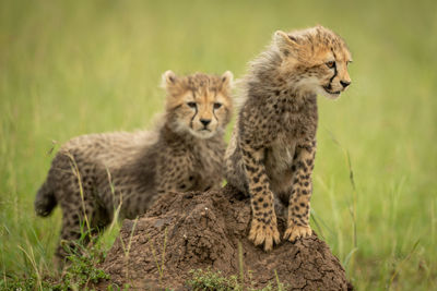 View of two cats on ground