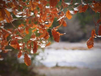 Close-up of leaves on tree during autumn