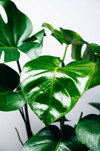 Close-up of fresh green plant against white background