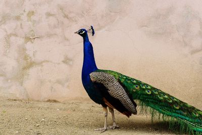 Close-up of peacock on wall