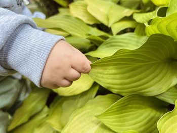 A small child's hand reaches the green leaves of hosta. proximity to nature.