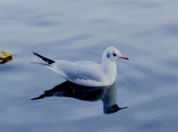 Close-up of bird against lake