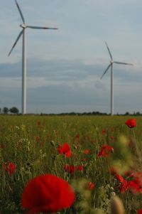 Scenic view of flowering field against sky