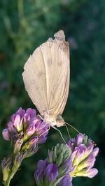 Close-up of butterfly pollinating on purple flowering plant