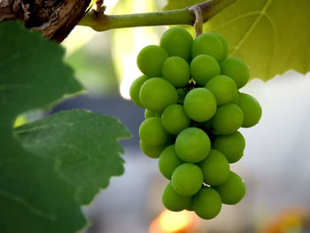 Close-up of grapes growing on tree