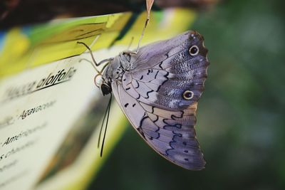 Close-up of butterfly on leaf