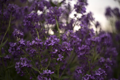 Close-up of purple flowers blooming outdoors