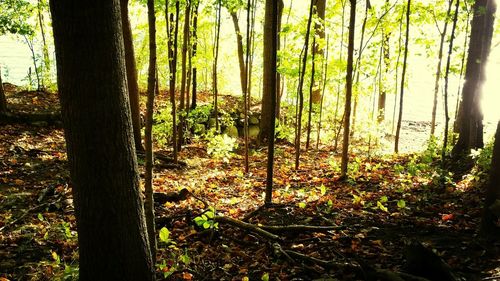 Trees in forest