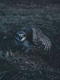 Portrait of owl perching on grassy field during sunset