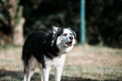 Dog howling outdoors