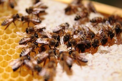 Close-up of honey bee on cake