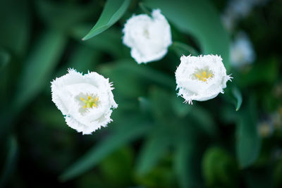 Close-up of white flowering plant