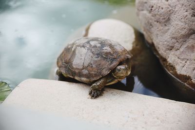 Close-up of turtle on rock