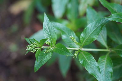 Close-up of fresh green leaves