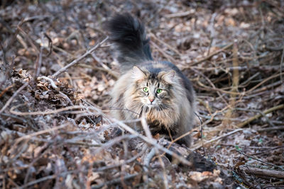 Free living norwegian forest cat in wilderness