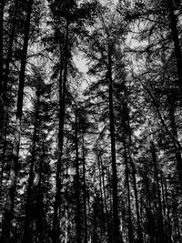 Low angle view of trees in forest