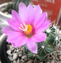 Close-up of pink flower blooming outdoors